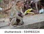 Small photo of A Bonnet Macaque Monkey along with its baby eating food.Image taken at Sanjay Gandhi National Park in Mumbai,India. Scientific Name: Macaca radiata