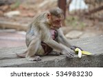 Small photo of A Bonnet Macaque Monkey along with its baby eating food.Image taken at Sanjay Gandhi National Park in Mumbai,India. Scientific Name: Macaca radiata