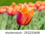 Small photo of Tulip flower with wind ,Gambits Tulip Park Hokkaido, tulip are planted in park varieties beautiful color.
