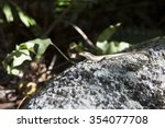 little lizard basking on a rock....