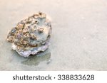 closeup of oyster shells on wet ...