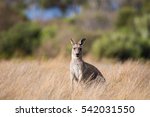 wild kangaroo standing in the...