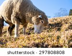 fluffy sheep eating some dried...