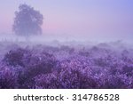 blooming heather on a foggy...