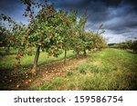 apple orchard at cloudy autumn...