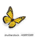 Yellow Butterfly Pill