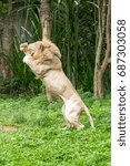 Small photo of The big lion pounce on bait in the national zoo, show time.