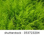green small fern growing in the ...