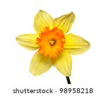 flower of a narcissus on a...