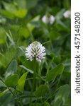Small photo of White Dutch clover Trifolium repens. Flower of the clover. Trifolium Repens L.