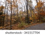 typical autumn forest in canada ...