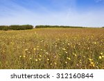a field of wildflowers with...