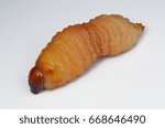 Small photo of Edible palm weevil larvae (Rhynchophorus phoenicis) isolated on white background , bizarre foods of Asia