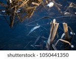 Small photo of dead fish up belly swims at the surface of the pond