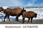 Small photo of American Bison, American Buffalo