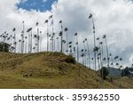 tall wax palms in cocora valley ...