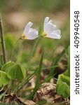 Small photo of Wood Sorrel - Oxalis acetosella Showing underside of flowers