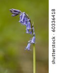 bluebell   hyacinthoides non...
