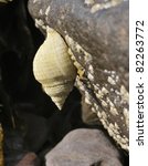 common dog whelk