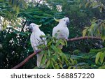 two sulphur crested cockatoos...