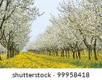 blossoming apple orchard  in...