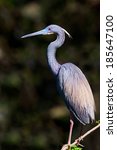 Small photo of A tricolored hereon, with breeding season plumage, perches on a limb.