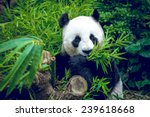 hungry giant panda bear eating...