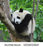 giant panda bear sleeping in...
