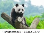 panda bear sitting in tree