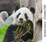 panda bear eating bamboo 
