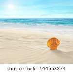 shell on tropical beach