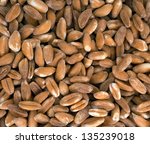 Small photo of Spelt aka dinkum wheat background, macro
