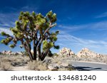 a large joshua tree stands...
