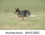 Small photo of Karte Dinkum Ozzy, a pedigree Australian Cattle Dog. Australian Cattle dogs, aka blue heelers are a cross between the dingo and the blue merle collie, aka smithfield herders.