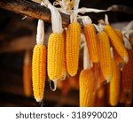 dried corn cobs hanging