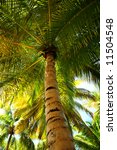 palm tree canopies in tropical...