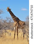 Small photo of A large giraffe set against trees in Etosha national park in Namibia Africa