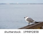 a lone seagull perched on a...
