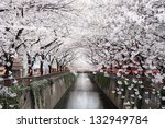 beautiful cherry blossom tunnel ...