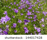  bluebell flowers
