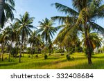 grove of coconut trees on a...