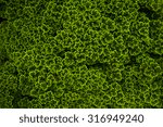 green dark fern background