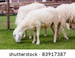 young sheep eating grass