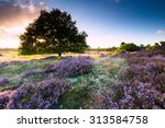 heather field in the netherlands