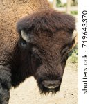 Small photo of American Bison