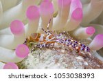 Spotted Cleaner Shrimp Periclimenes Yucatanicus Image Free Stock