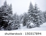 foggy winter landscape with firs