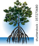vector illustration of mangrove ...
