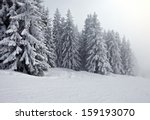 forest in winter covered by snow