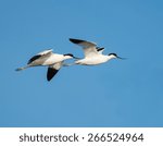 Small photo of Twof Avocets in Flight